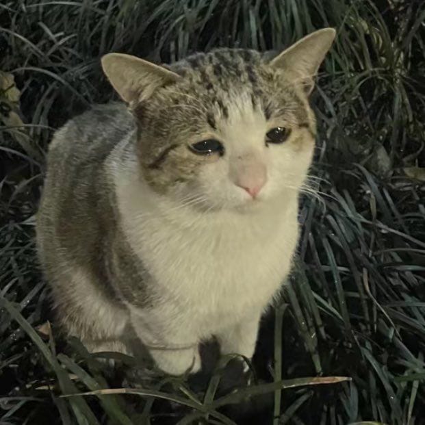 an image of cat who is tearing up