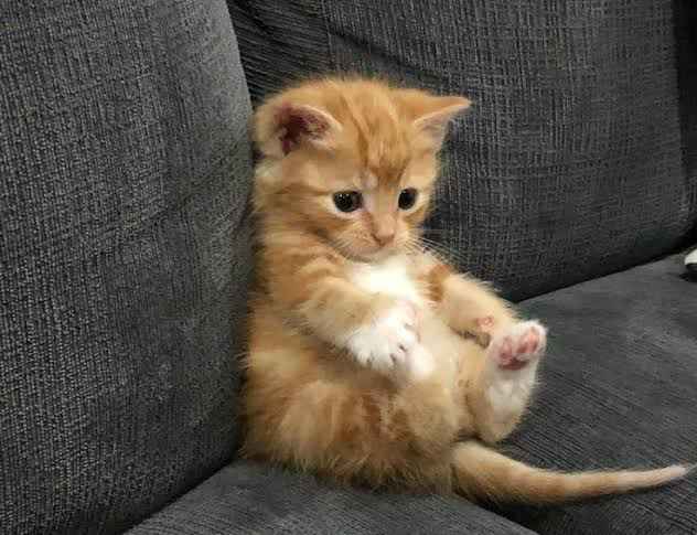 image of a small ginger cat reaching for it's feet as if it's streching, while sitting on a couch.