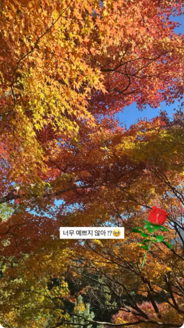autumn trees with the text "너무 예쁘지 않아??"