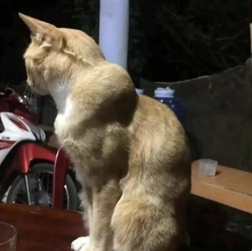 a very buff orange cat