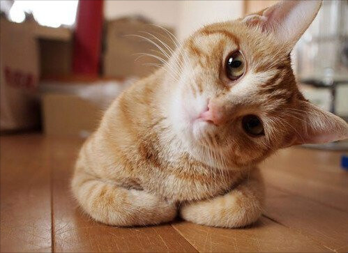a orange cat looking at the viewer with it's head tilted to the right side. it's front feet are folded.