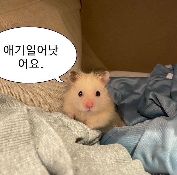 a hamster surrounded by bedsheets and blankets. it has a speech bubble with the text "애기일어낫 어요."