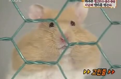 a hamster behind a green cage. it's mouth is full with food.