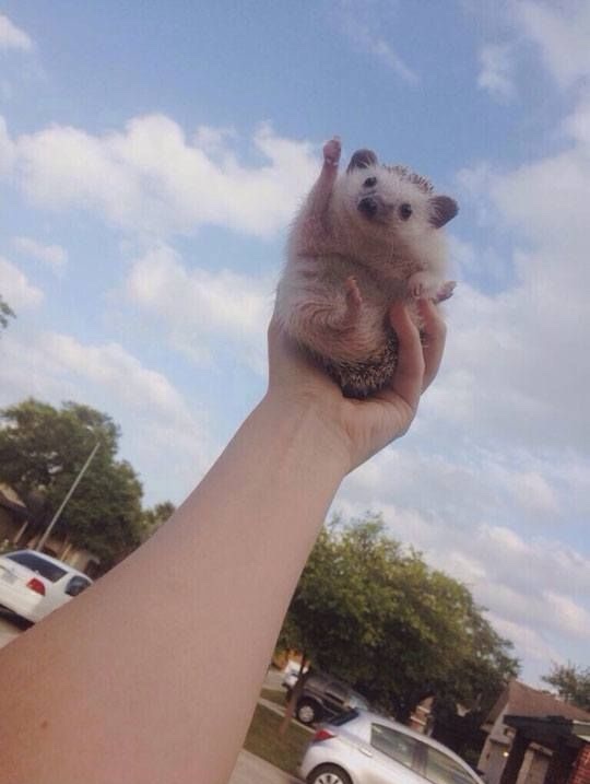 a person holding a hedgehog seems to be making a thumbsup gesture