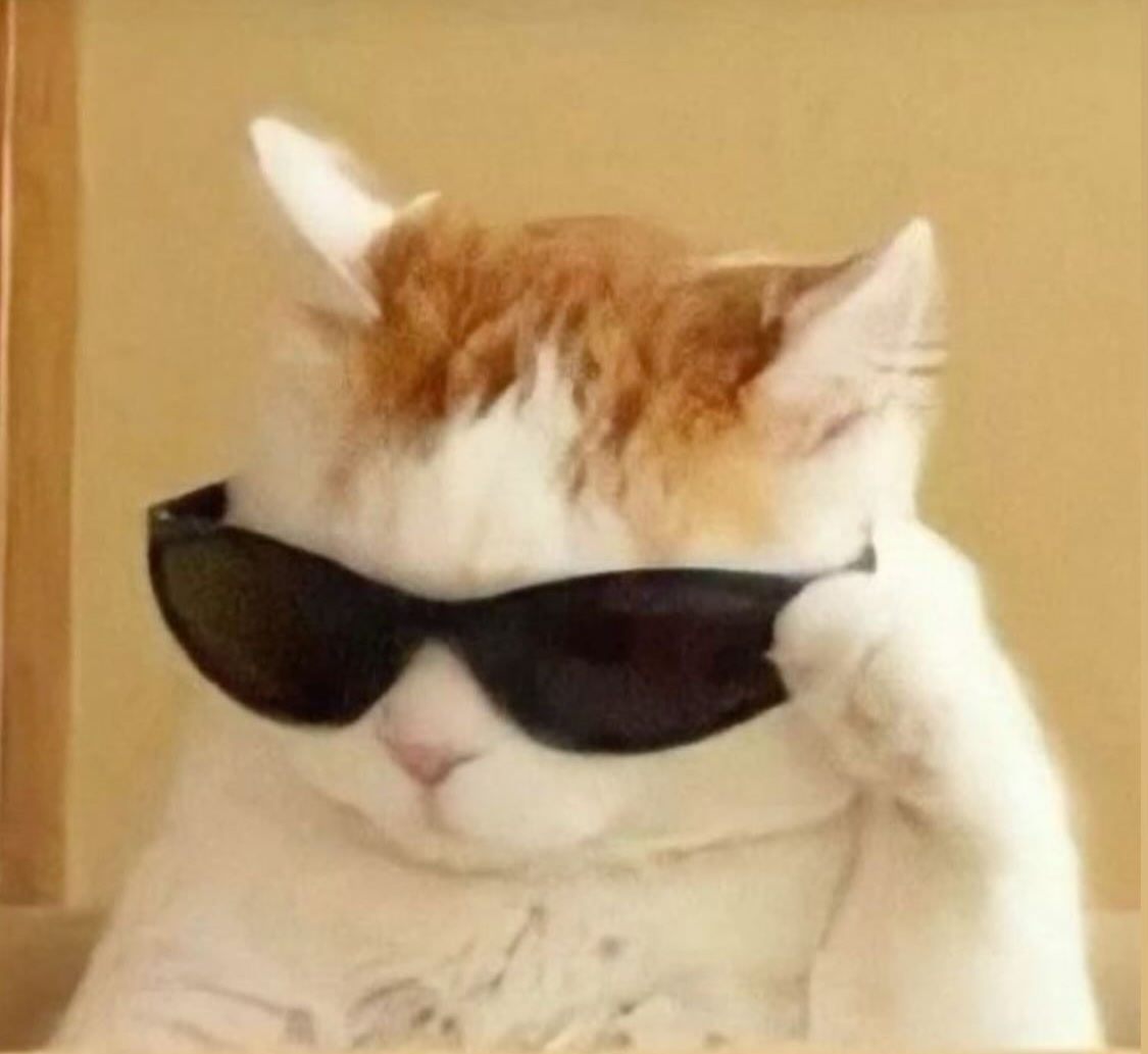 a cat fixing it's sunglasses with it's paws