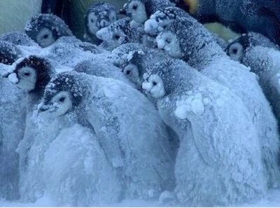 a group of snow covered penguins huddled together