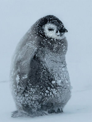 a snow covered penguin