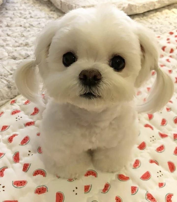 a maltese puppy looking at the viewers. It's hair are braided with rubber bands.