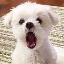 a puppy with this mouth open looking like it's saying "Wow"