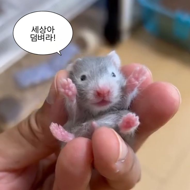 a baby rat held in a hand with a speech bubble "설렘반 걱정바"